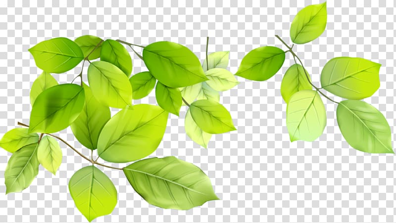 Desktop , Leaf transparent background PNG clipart