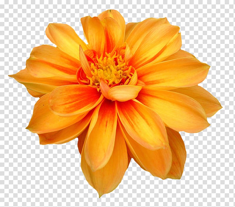 close up orange dahlia in bloom, Flower , Dahlia Flower transparent background PNG clipart