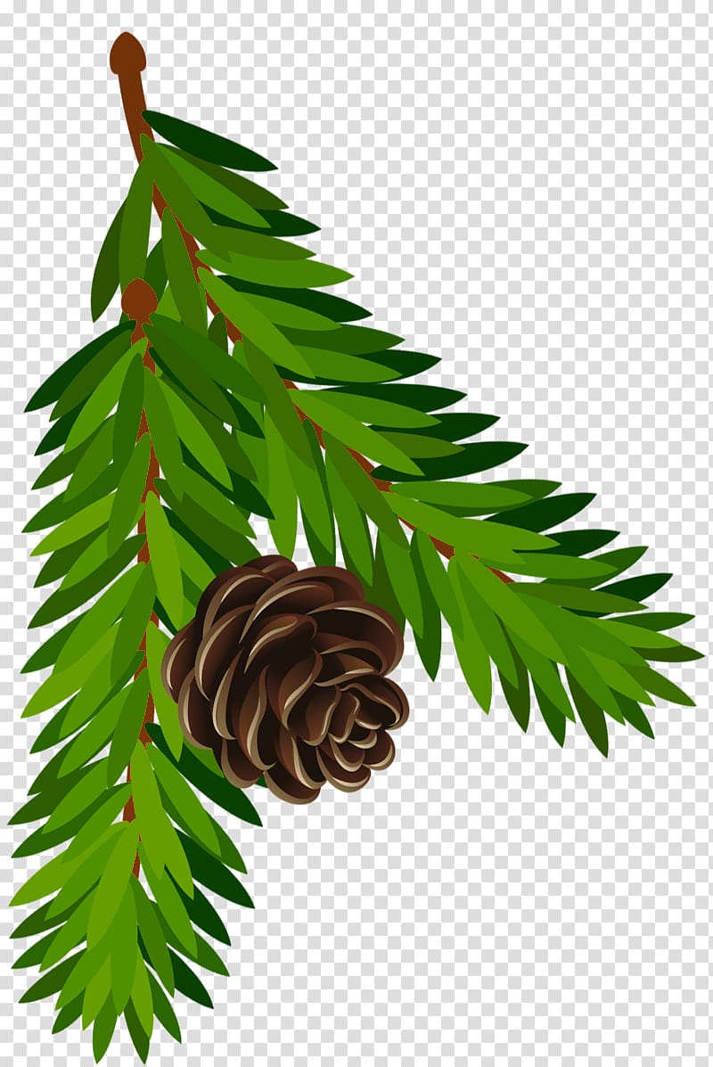 pine cone illustration, Conifer cone Pine Branch Fir, Pine Branch with Cone Art transparent background PNG clipart