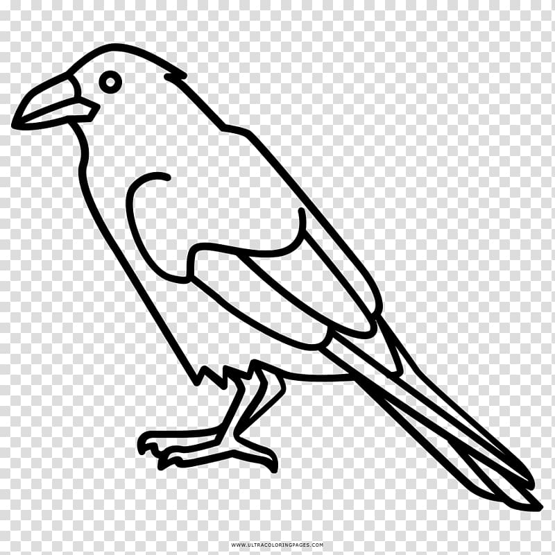 Coloring book Common raven Drawing Songbird, Bird transparent background PNG clipart