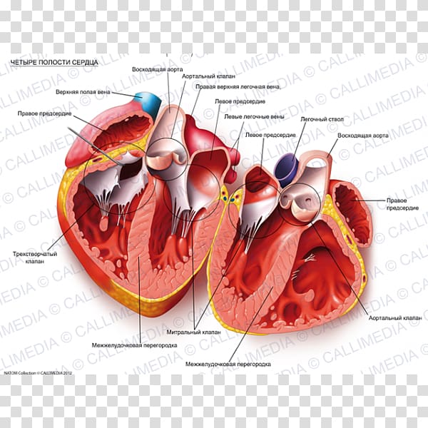 Organ Heart Anatomy Body cavity Circulatory system, heart transparent background PNG clipart