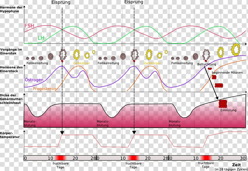 Anatomy Antibabypille Hormone Endocrine system Diagram, heart transparent background PNG clipart