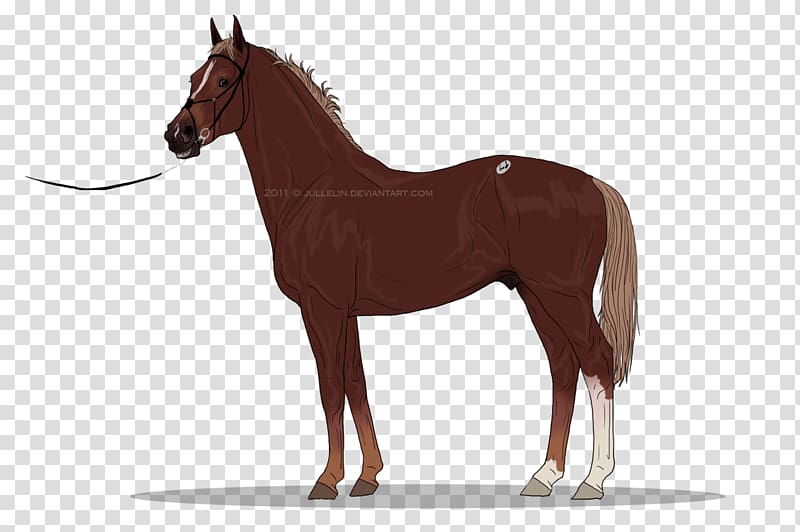 Gypsy horse Clydesdale horse Arabian horse , tattersall transparent background PNG clipart