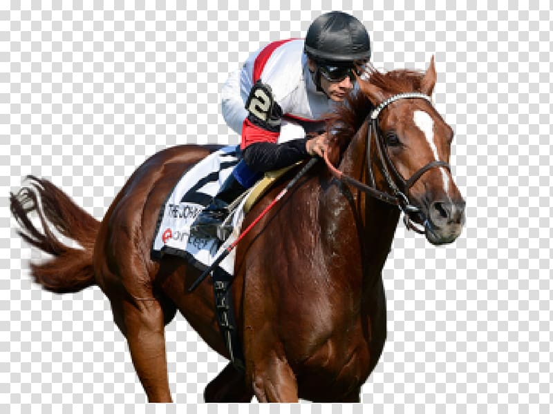 Horse racing Gulfstream Park Sports betting, horse transparent background PNG clipart