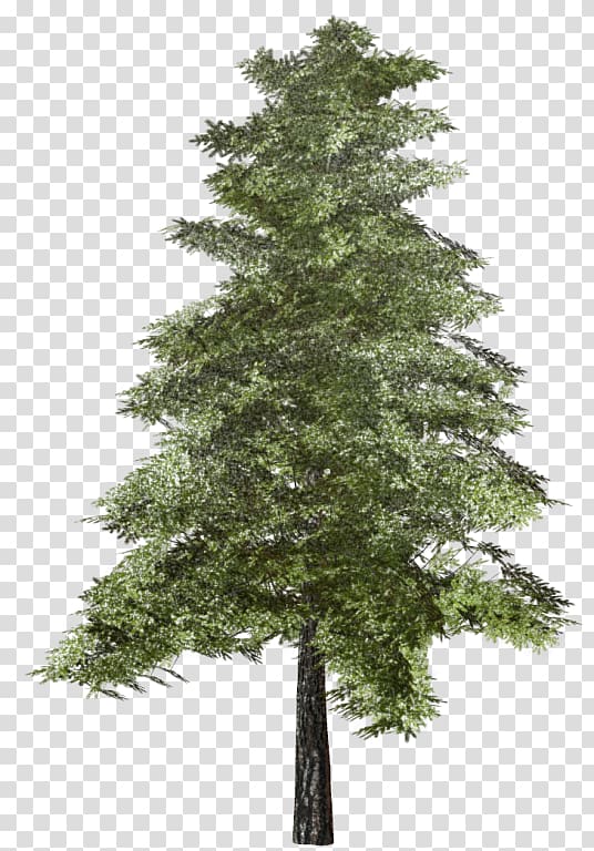 Spruce Tree Fir Pine Larch, tree transparent background PNG clipart