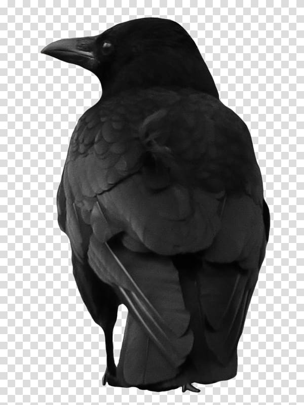 American crow New Caledonian crow Rook, crowbar transparent background PNG clipart