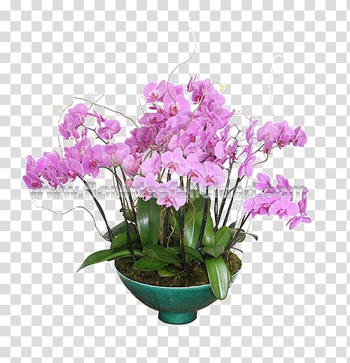 Moth orchids Floral design Cut flowers Cattleya orchids, flower transparent background PNG clipart