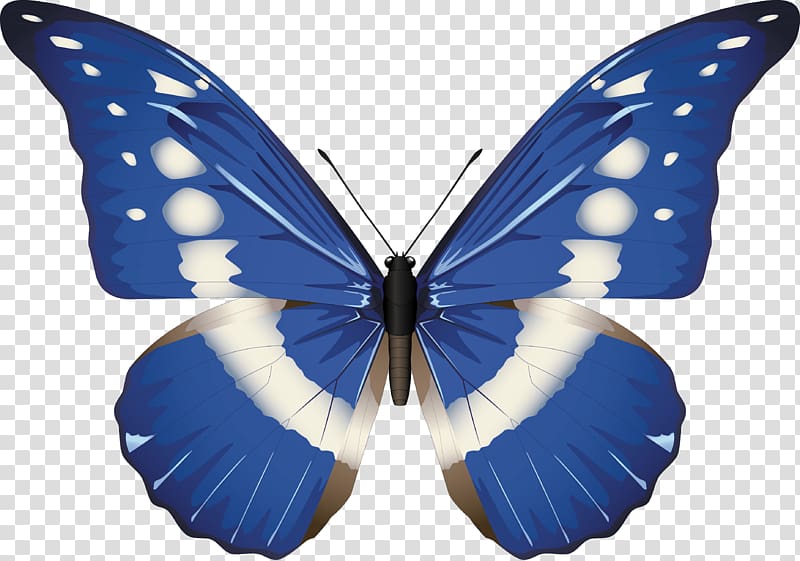 Butterfly Morpho rhetenor Morpho menelaus Morpho helena, butterfly transparent background PNG clipart