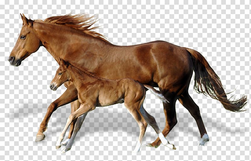 Foal Mare Mustang Andalusian horse Horses, mud horse transparent background PNG clipart