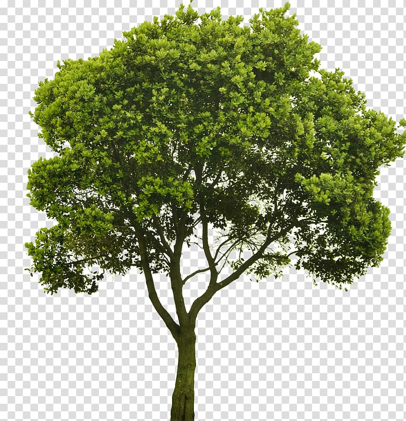 Choosing Small Trees American sycamore Shrub, tree transparent background PNG clipart