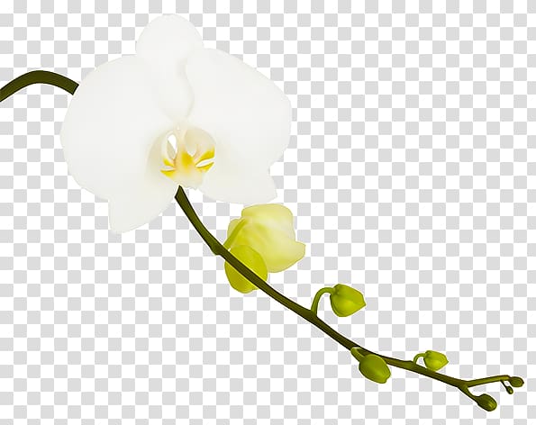 Orchids, others transparent background PNG clipart