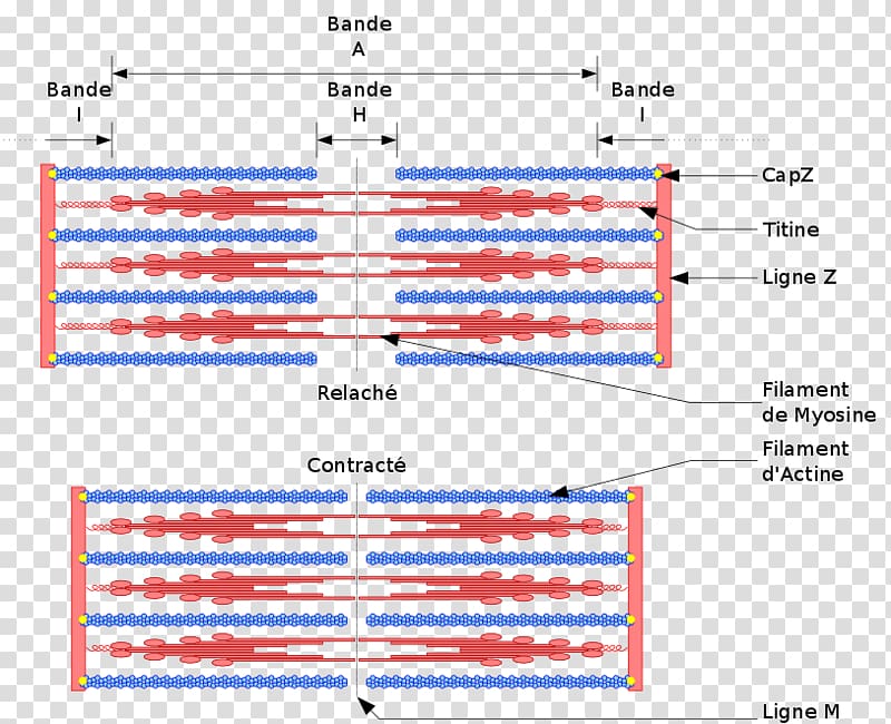 Skeletal muscle Muscle contraction Sarcomere Myocyte, proteine transparent background PNG clipart