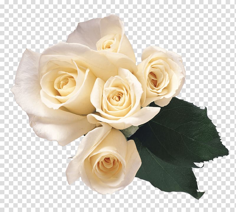 white flowers, Garden roses Flower Petal, White Roses transparent background PNG clipart