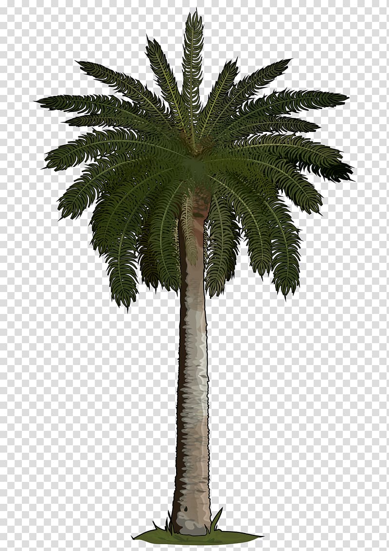 Arecaceae Sago palm Tree Areca palm Phoenix roebelenii, 35 transparent background PNG clipart