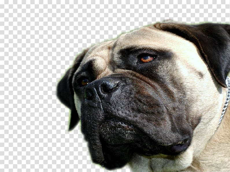 Ori-Pei Bullmastiff English Mastiff Boerboel Dog breed, Bullmastiff transparent background PNG clipart