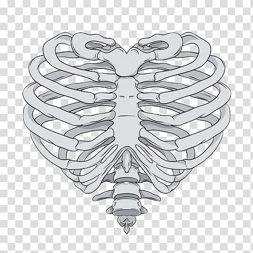 human rib cage illustration, Rib cage Heart Human skeleton Anatomy, skeleton hand transparent background PNG clipart