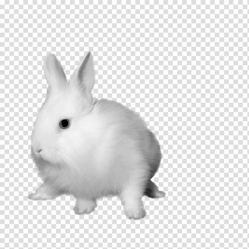 White Rabbit Hare Dutch rabbit Domestic rabbit, The white rabbit free matting transparent background PNG clipart
