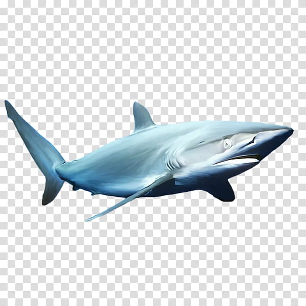 Blue shark Common bottlenose dolphin, Blue shark transparent background PNG clipart