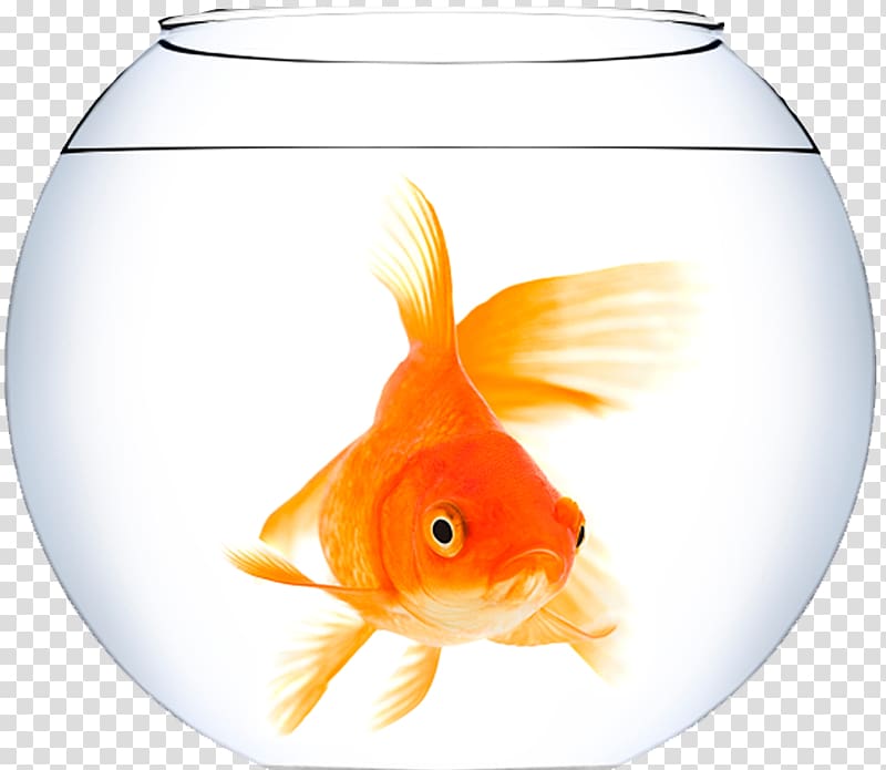 aquarium transparent background PNG clipart