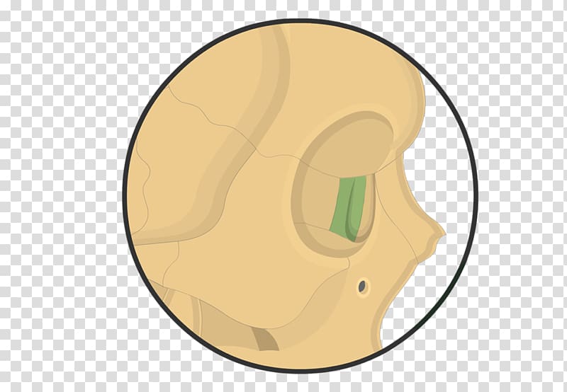 Lacrimal bone Anatomy Facial skeleton Vomer, skull transparent background PNG clipart
