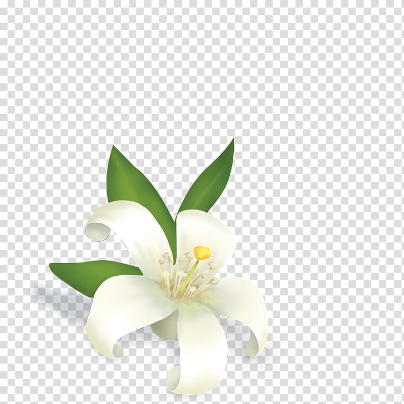 white lily flower , Essentialys Mc Guinness management & Services Jasmine Flower Tea Perfume, jasmine tea transparent background PNG clipart