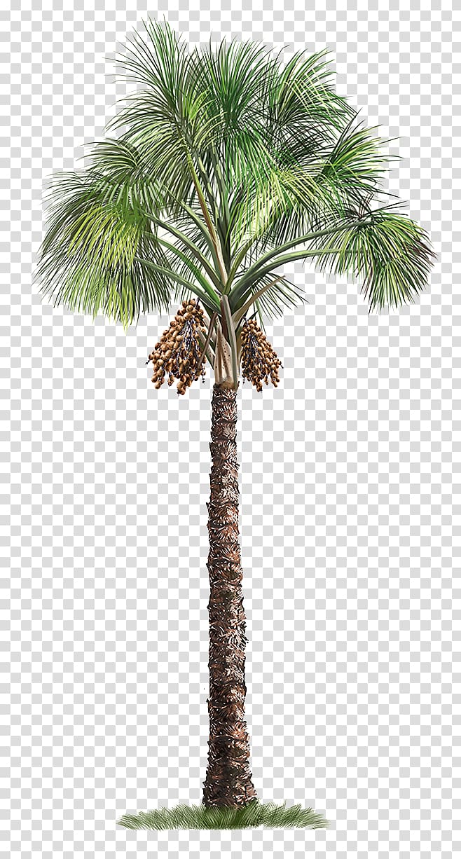 Mauritia flexuosa Arecaceae Tree, Palm tree, green palm tree transparent background PNG clipart