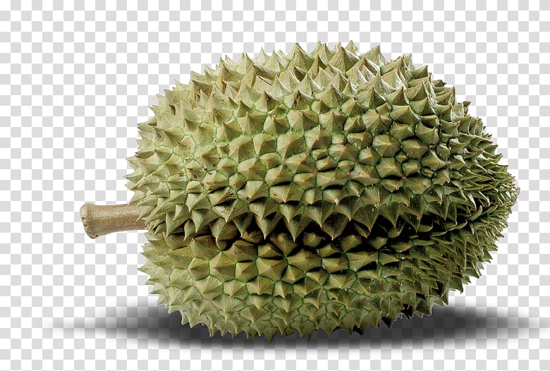 Durian Cempedak Artocarpus camansi, toraja transparent background PNG clipart