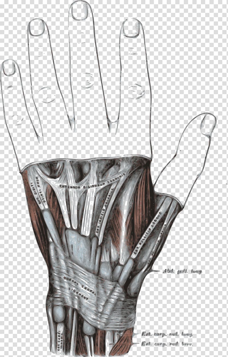 Extensor retinaculum of the hand Extensor digitorum muscle Extensor pollicis longus muscle Extensor pollicis brevis muscle Abductor pollicis longus muscle, hand transparent background PNG clipart