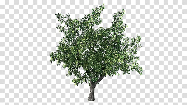 Populus grandidentata Branch Aspen Tree Plant, tree transparent background PNG clipart