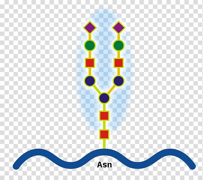 N-linked glycosylation Glycoprotein O-linked glycosylation Structure, others transparent background PNG clipart