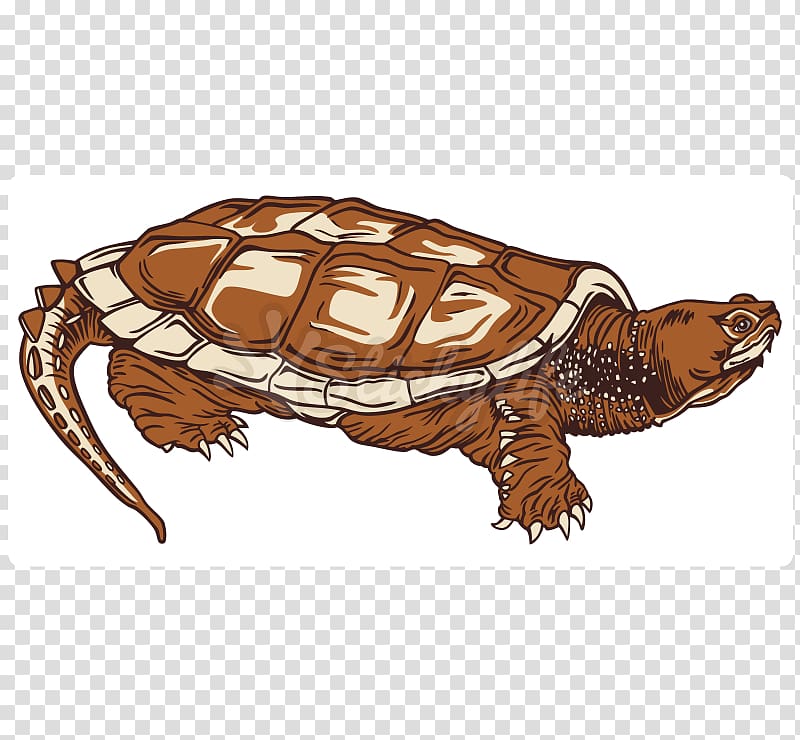 Box turtles Common snapping turtle Tortoise Sea turtle, common turtle transparent background PNG clipart