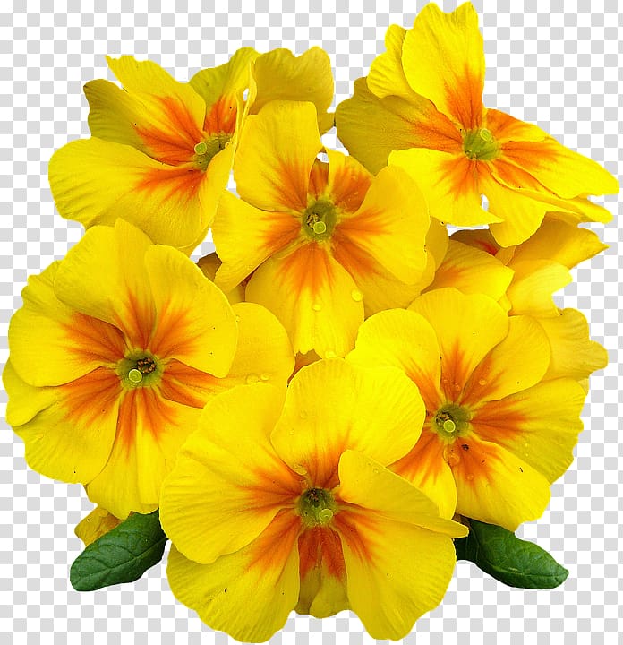 Common evening-primrose Oenothera speciosa Flower Yellow, Flower Yellow transparent background PNG clipart