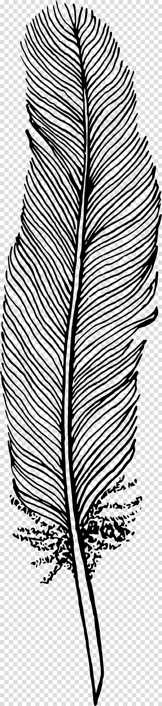 Feather Drawing Bird , feather transparent background PNG clipart Feather Drawing Bird , feather transparent background PNG clipart
