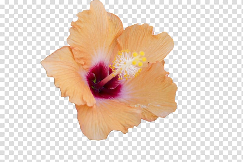 Mallows Hibiscus Flower, chinese flower transparent background PNG clipart