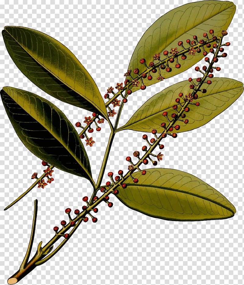 Jaborandi Köhler's Medicinal Plants Botanical illustration Botany Mountain arnica, cinnamon bark transparent background PNG clipart