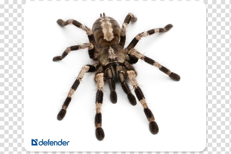 Spider Poecilotheria regalis Poecilotheria metallica Pet Poecilotheria miranda, spider silk decoration transparent background PNG clipart