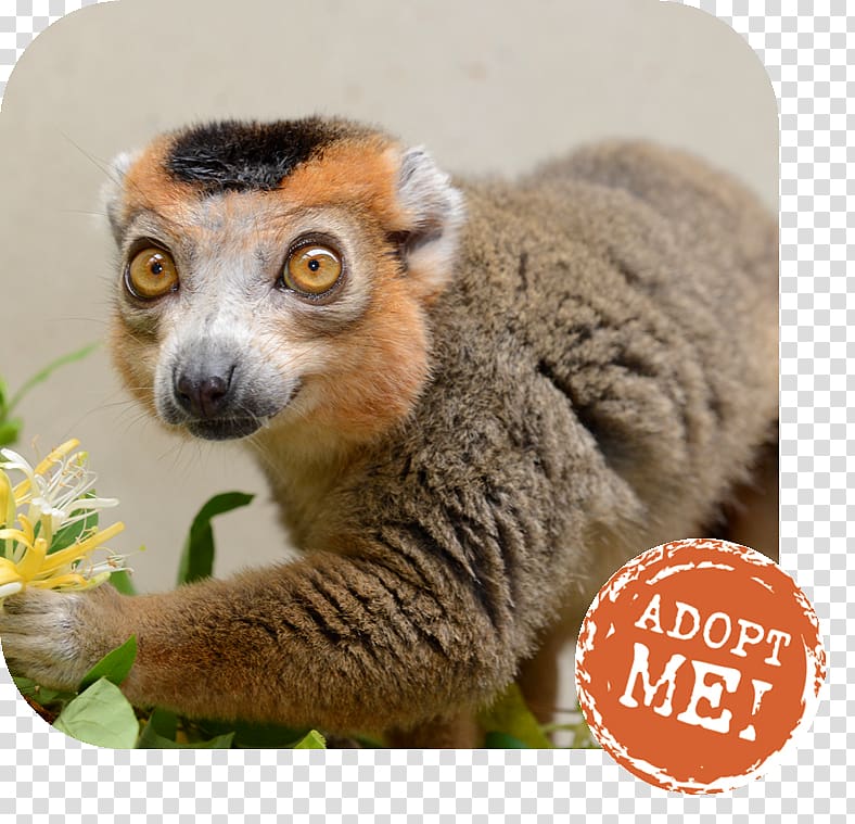 Lemurs Duke Lemur Center Crowned lemur Blue-eyed black lemur, Ring tailed lemur transparent background PNG clipart