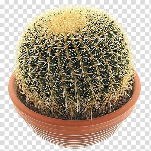 Echinocactus grusonii Cactaceae Succulent plant Houseplant, plant transparent background PNG clipart