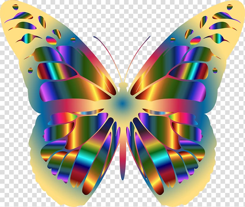 Monarch butterfly Insect Pollinator , butterflay transparent background PNG clipart