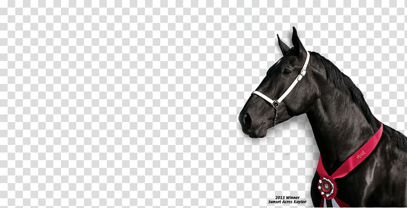 Horse Harnesses Horse Tack Mustang Stallion Rein, mud horse transparent background PNG clipart