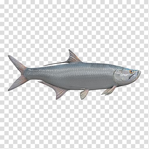 Sardine Oily fish Coho salmon 09777 Anchovy, salmon fish transparent background PNG clipart