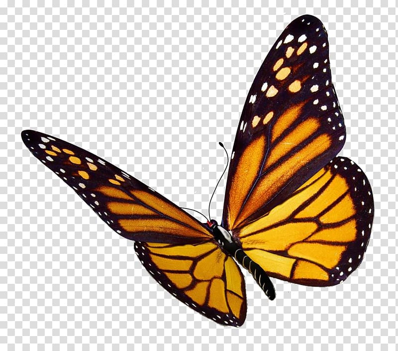 black and brown monarch butterfly, Monarch butterfly Insect , Monarch Butterfly transparent background PNG clipart