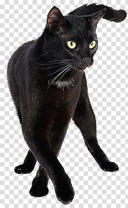 Bombay cat Burmese cat Black cat Korat Chartreux, watercolor dogs transparent background PNG clipart