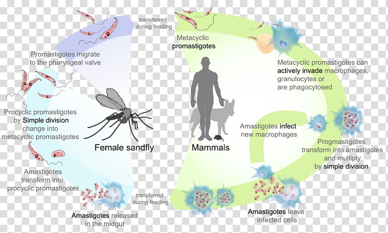 Leishmania donovani Leishmania major Leishmaniasis Sandfly Amastigote, cycle transparent background PNG clipart