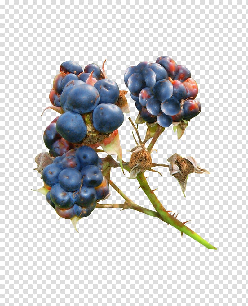 Bilberry Blueberry Blackberry Auglis, blueberry transparent background PNG clipart