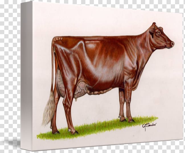 Dairy cattle Dairy Shorthorn Pinzgauer cattle Murray Grey cattle, others transparent background PNG clipart