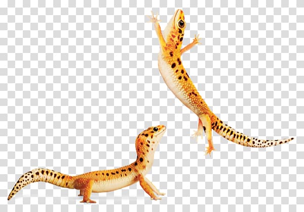 Gecko Newt Terrestrial animal Fauna, house lizard transparent background PNG clipart