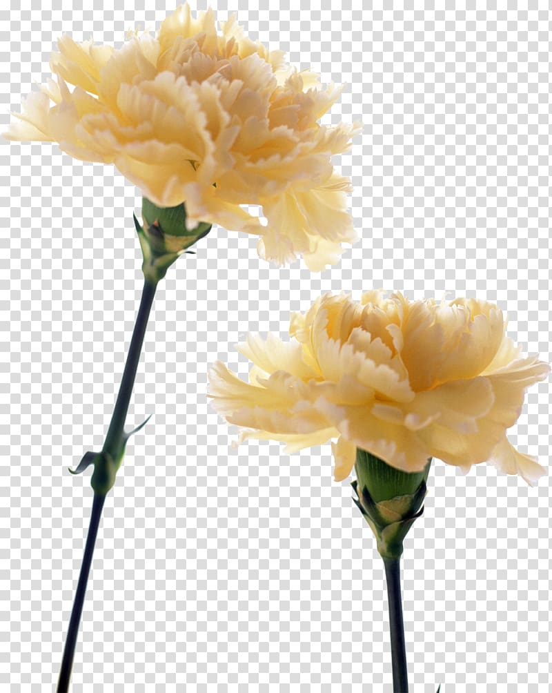 Carnation Birth flower Yellow Flower bouquet, CARNATION transparent background PNG clipart