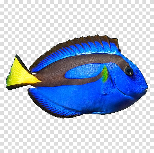 Blue Tang Yellow tang Ocellaris clownfish, fish transparent background PNG clipart