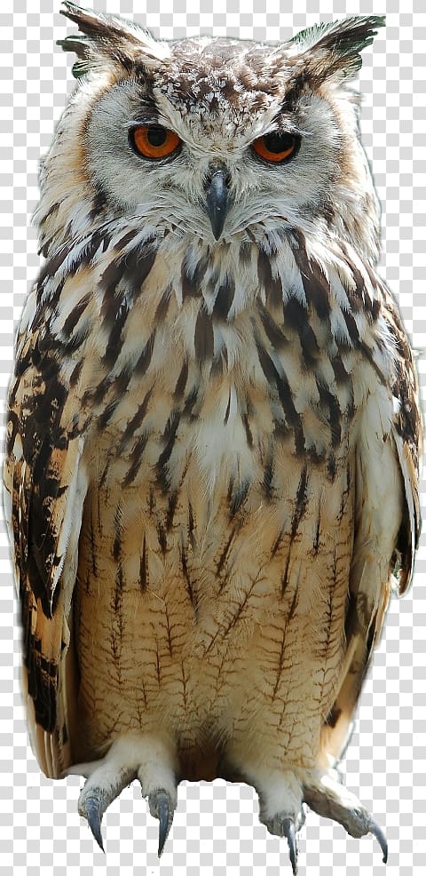 Great horned owl Bird Eurasian eagle-owl Baby Owls, owl transparent background PNG clipart